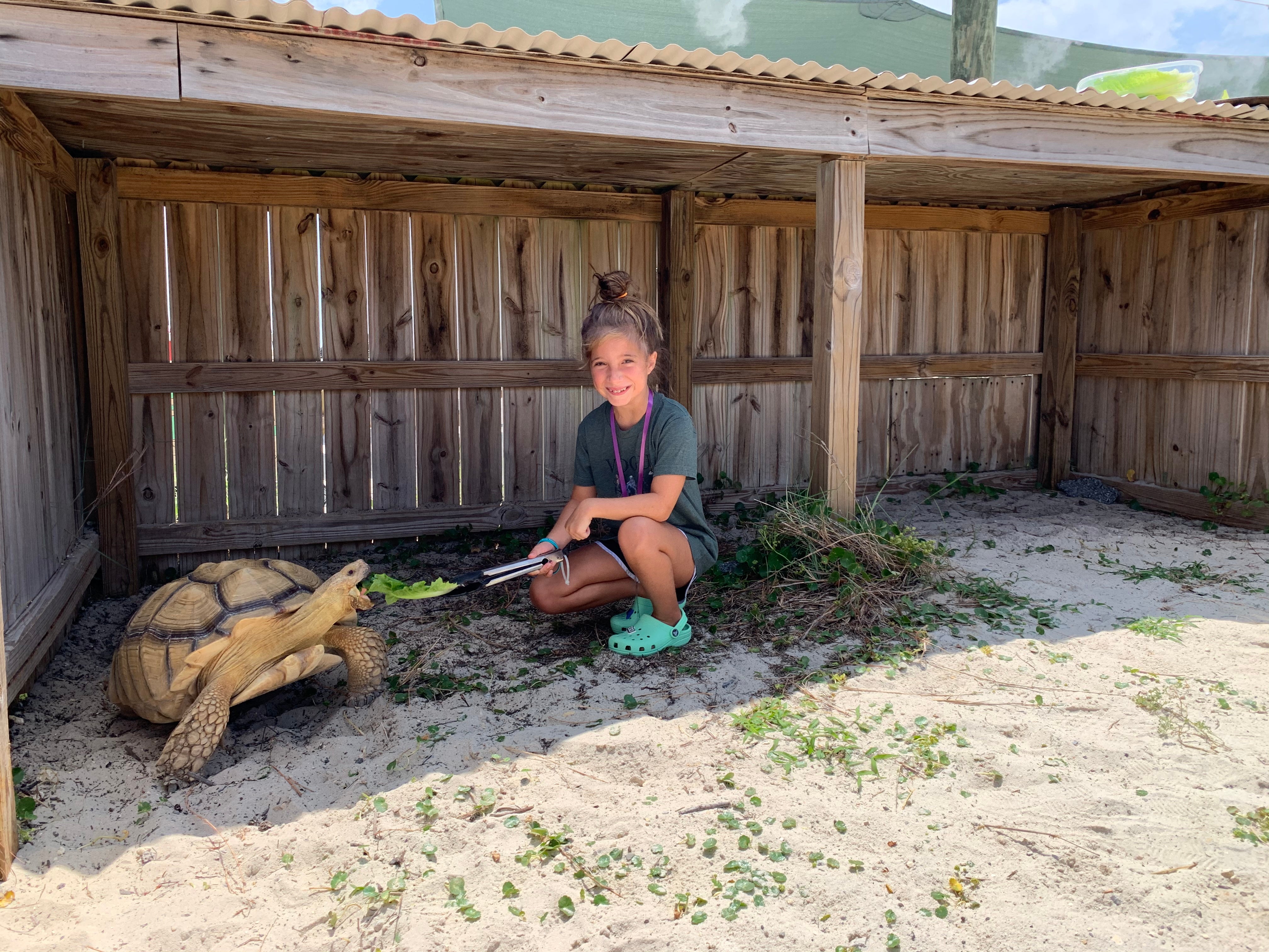 Programs | Navarre Beach Sea Turtle Conservation Center